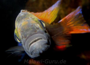Aulonocara jacobfreibergi 'Cape Maclear'
