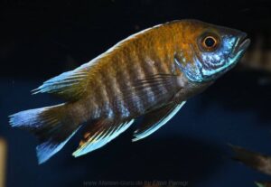Aulonocara jacobfreibergi 'Makokola Reef' - Galerie Aulonocara jacobfreibergi 'Makokola Reef'