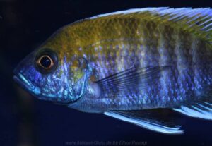 Aulonocara jacobfreibergi 'Makokola Reef'