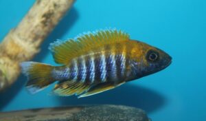 Aulonocara jacobfreibergi 'Mazinzi Reef'