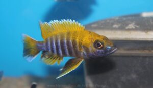 Aulonocara jacobfreibergi 'Mazinzi Reef'