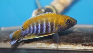 Aulonocara jacobfreibergi 'Mazinzi Reef'