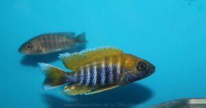 Aulonocara jacobfreibergi 'Mazinzi Reef'