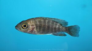 Aulonocara jacobfreibergi 'Mazinzi Reef'