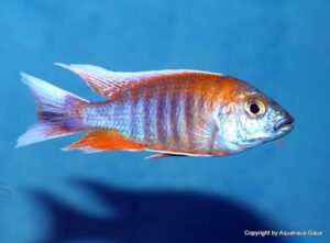 Aulonocara jacobfreibergi 'Otter Point'