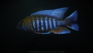 Aulonocara jacobfreibergi 'Otter Point'