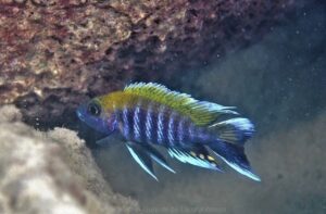 Aulonocara jacobfreibergi 'Thumbi Island East''Thumbi Island East' - Galerie Aulonocara jacobfreibergi 'Thumbi Island East'