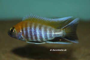 Aulonocara jacobfreibergi 'Tsano Rock'