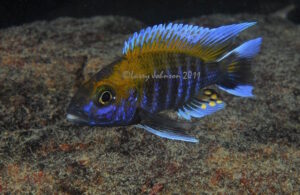 Aulonocara jacobfreibergi 'Tsano Rock'