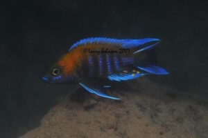 Aulonocara jacobfreibergi 'Tsano Rock'