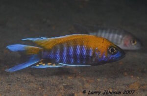Aulonocara jacobfreibergi 'Tsano Rock'