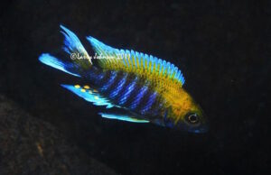 Aulonocara jacobfreibergi 'Tsano Rock'