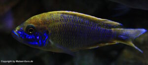 Aulonocara jacobfreibergi 'Undu Reef'