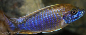Aulonocara jacobfreibergi 'Undu Reef'