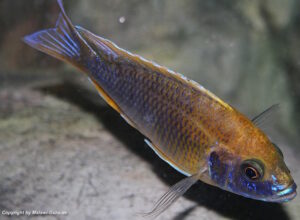 Aulonocara jacobfreibergi 'Undu Reef'