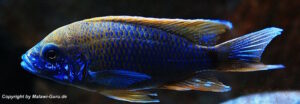 Aulonocara jacobfreibergi 'Undu Reef'