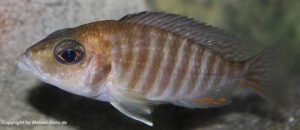 Aulonocara jacobfreibergi 'Undu Reef'