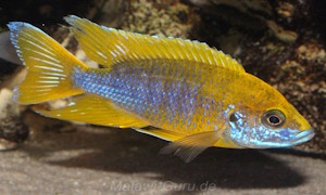 Aulonocara jacobfreibergi 'Undu Reef'