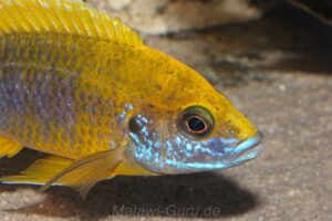 Aulonocara jacobfreibergi 'Undu Reef'
