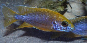 Aulonocara jacobfreibergi 'Undu Reef'