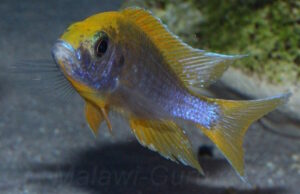 Aulonocara jacobfreibergi 'Undu Reef'