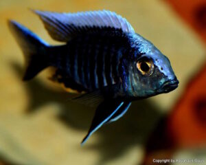 Aulonocara kandeense 'Kande Island'