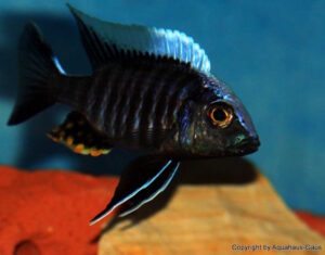 Aulonocara kandeense 'Kande Island'