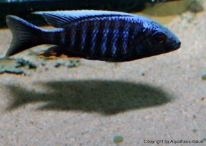 Aulonocara kandeense