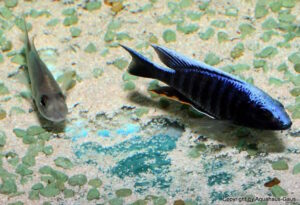 Aulonocara kandeense 'Kande Island'