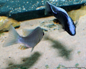 Aulonocara kandeense 'Kande Island'