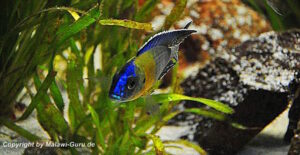 Aulonocara koningsi 'Mbenji Island'