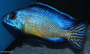 Aulonocara koningsi 'Mbenji Island'