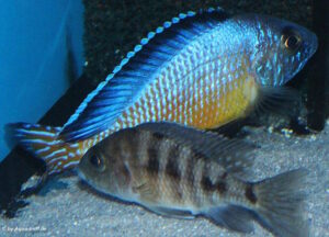 Aulonocara koningsi 'Mbenji Island'