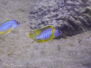 Aulonocara korneliae 'Chizumulu Island' - Galerie Aulonocara korneliae 'Chizumulu Island'