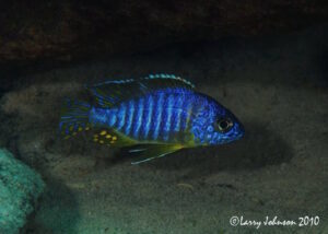 Aulonocara korneliae 'Chizumulu Island'