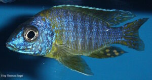 Aulonocara korneliae