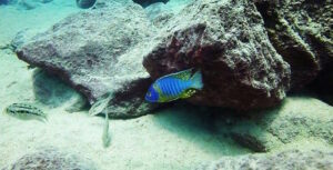 Aulonocara korneliae