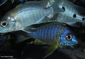 Aulonocara korneliae 'Chizumulu Island'