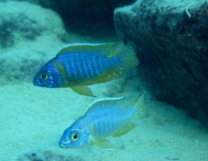 Aulonocara korneliae 'Chizumulu Island'
