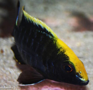 Aulonocara maylandi 'Luwala Reef'