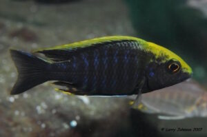 Aulonocara maylandi 'Luwala Reef'