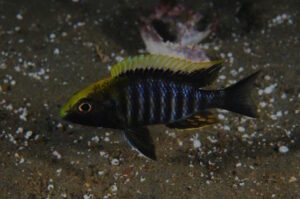 Aulonocara maylandi