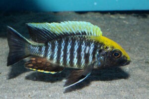 Aulonocara maylandi 'Luwala Reef'