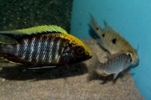 Aulonocara maylandi 'Luwala Reef'