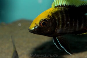 Aulonocara maylandi 'Luwala Reef'
