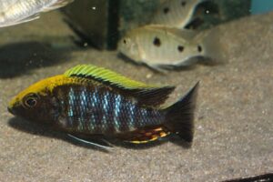 Aulonocara maylandi 'Luwala Reef'