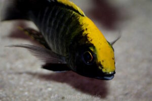 Aulonocara maylandi 'Luwala Reef'