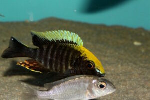 Aulonocara maylandi 'Luwala Reef'
