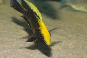 Aulonocara maylandi 'Luwala Reef'