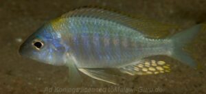 Aulonocara nyassae